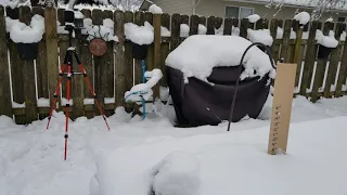 Snowmageddon 2020 - 2 days after 9" of snow in Everett, WA North of Seattle