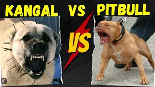 Pitbull VS Kangal Dog Who is the Most powerful Dog Breed | Kangal vs Pitbull who would win ??