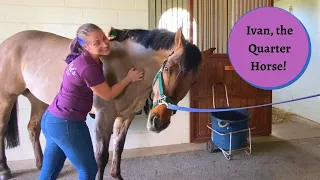 Neck or Back Muscles? Horse Massage: Ivan Part 1