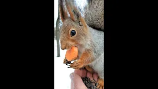 Белка есть морковку, сидя у меня на ладони / Squirrel eating carrot sitting on my palm
