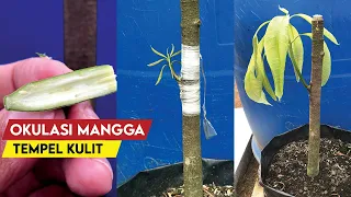 Easy Way To Graft a Mango Tree With One Bud