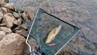 Aal und Zander Angeln am Rhein mit Köderfisch. Mit Grundeln auf Zander und Aal. Angeln am Rhein.