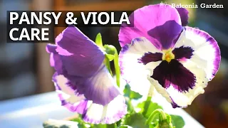 Pansy And Viola Care Complete Guide | Balcony Gardening | Balconia Garden