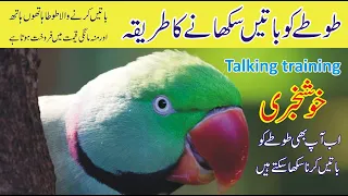 parrot ko baten sikhane ka tarika | how to train parrot to talk | bywaseem urdu hindi