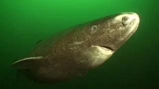 Greenland Sharks | JONATHAN BIRD'S BLUE WORLD