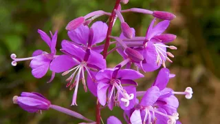 fireweed - Epilobium (Chamaenerion) angustifolium. Identification and characteristics