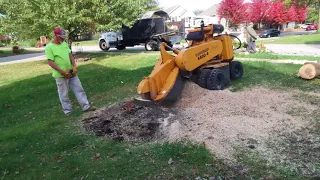 time lapse tree removal