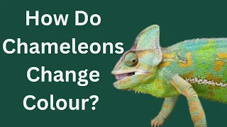 how chameleons change colour? #biology