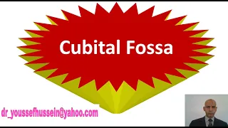 13. Cubital Fossa - Boundaries - Contents