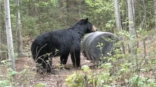 Quebec Bear Hunt