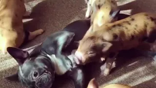 Just a french bulldog with his mini pigs.