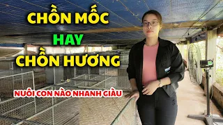 Nên Nuôi Chồn Mốc Hay Nuôi Chồn Hương Trại Nuôi Chồn Thanh Hoá Chia  Sẻ Kinh Nghiệm Nuôi Cầy.