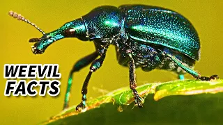 Weevil Facts: All About these BEETLES | Animal Fact Files