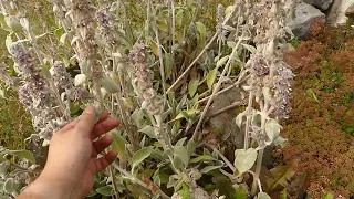 Tas de pierres pour la biodiversité dans un jardin naturel