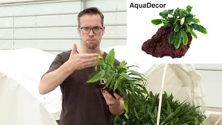 Get the right start with Tropica Plants!