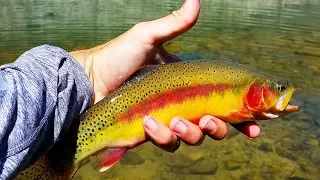 Catching BIG Golden Trout in Idaho! (Tenkara Fly Fishing)