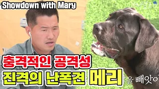 Showdown with The most aggressive Tyrant dog 'Mary' [Dogs are incredible][It like a Cesar`s show]