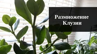 Размножение клузии от А до Я/ Комнатные растения