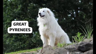 What Makes the Great Pyrenees so GREAT!?!