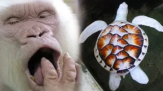 10 Albino Creatures That Have Rarely Ever Been Seen!