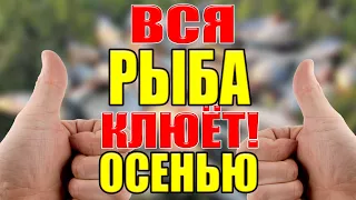 ОСЕНЬЮ  ВСЯ РЫБА КЛЮЁТ НА РЕКЕ,ОЗЕРЕ С ЭТИМ !