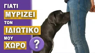 Γιατί ο Σκύλος σου Μυρίζει τον Ιδιωτικό σου Χώρο?