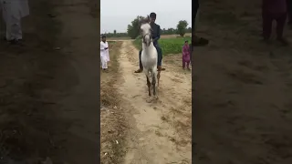 dancing ghoda horse video horse marwari Indian horse #horse #desigamer #marwaristallion #youtube