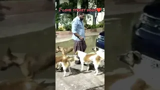 I Love Street Dogs ❤️ #shorts #youtubeshorts #streetdogs #ytshorts #trendingshortsviral