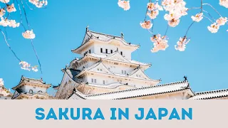 Cherry Blossom Season in Japan 2024  🌸 |  Sakura viewing spots in Tokyo  | Spring Travel in Japan