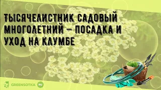 Тысячелистник садовый многолетний — посадка и уход на клумбе