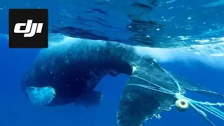 DJI Stories - Using Drones to Save Entangled Whales