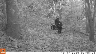 Chimpanzee carries mummified infant (@ GMERC)