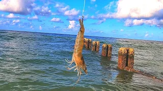 I FINALLY Caught This Fish Off The Beach In Tampa Bay (New Species)