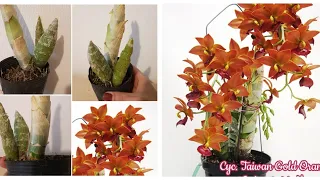 Новая Орхидея | Катасетум | Обзор и Посадка | Cyc. Taiwan Gold Orange