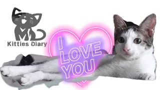 Funny & Cute Cats videos #memes #youtubeshorts #cat #viral #youtube #spotify #tiktok