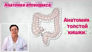 Толстая кишка (Colon). Анатомия толстой кишки. Анатомия аппендикса