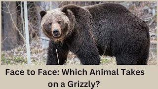 Which Animals Can Take on a Grizzly Bear Alone?