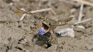 Kleiner Frosch fängt Bläuling / Little frog catches a blue butterfly