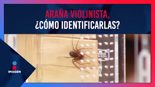 Araña violinista, ¿cómo identificarlas y qué hacer ante mordedura? | De Pisa y Corre