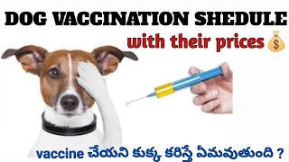 Dog vaccination shedule with their prices 💰 | Full information on vaccination | Keerthi puppy vlogs