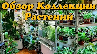 ОБЗОР РАСТЕНИЙ моей коллекции после уборки