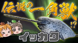 【謎生物】生きる伝説の一角獣！？どうしてそうなったイッカク【へんないきもの#107】