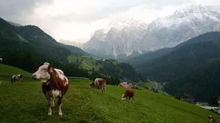 🎵 Cows 🐄 with Bird Calls🐦 and Calming Music