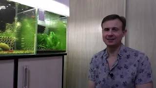 Для новичков Растительный аквариум и Аквариумные креветки Можно ли совместить ?