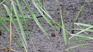 Water Shrew, Fowlmere RSPB, Cambridgeshire, 25/8/18