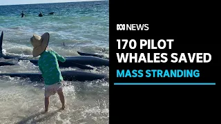 Whale volunteer says 170 of 200 stranded pilot whales saved | ABC News
