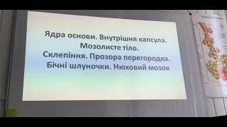 Ядра основи  Внутрішня капсула  Мозолисте тіло  СКлепіння  Прозора перегородка  Бічні шлуночки  Нюхо