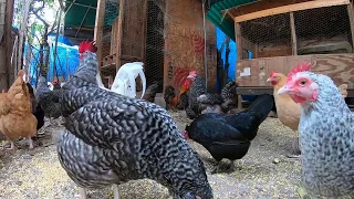 Back Yard Chickens Continuous Footage! Rooster Crowing! Hens Clucking!