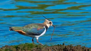 Чибис (Vanellus vanellus) - птица семейства ржанковых