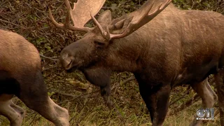 Moose Rut In Anchorage, Alaska